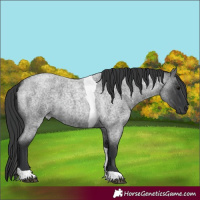 Horse Color:Blue Roan Tobiano 