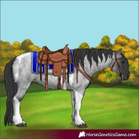 Horse Color:Blue Roan Tobiano