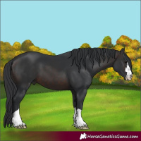 Horse Color:Brown 