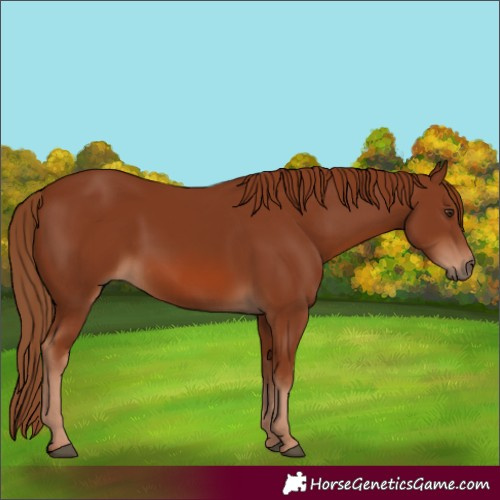 Horse Color:Chestnut 