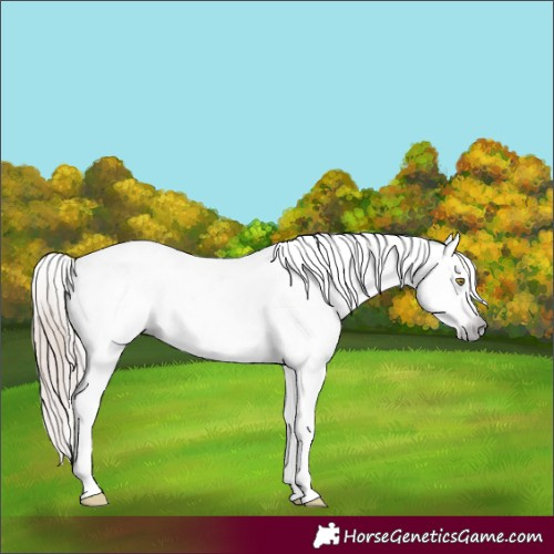 Horse Color:Gray Gold Champagne Appaloosa  and Gray Gold Champagne Appaloosa 