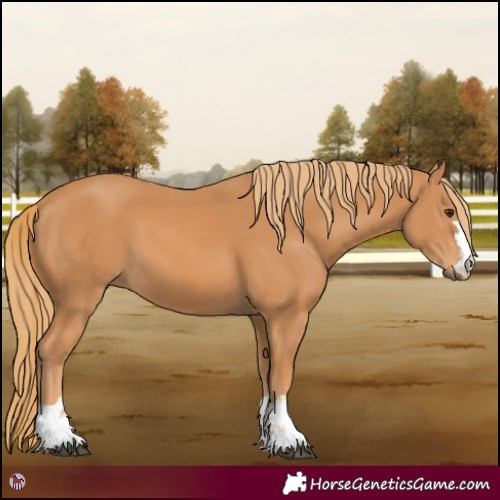 Horse Color:Chestnut 