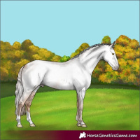 Horse Color:Gray Gold Champagne Roan Appaloosa  and Gray Gold Champagne Roan Frame Appaloosa 