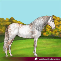 Horse Color:Gray Gold Champagne Near Leopard  and Gray Gold Champagne Splash Near Leopard 