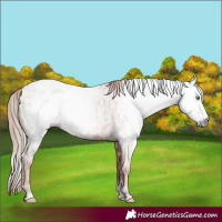 Horse Color:Gray Gold Champagne Blanket  and Gray Gold Champagne Blanket 