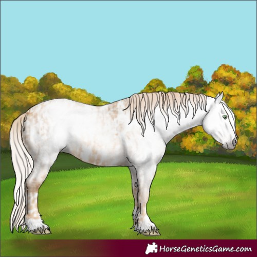 Horse Color:Gray Gold Cream Champagne Roan Appaloosa  and Gray Gold Cream Champagne Roan Appaloosa 