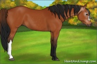 Horse Color:Gray Bay