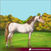 Horse Color:Bay Roan Pearl 