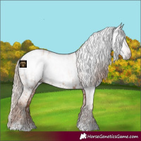 Horse Color:Gray Gold Champagne Near Leopard and Gray Gold Champagne Near Fewspot