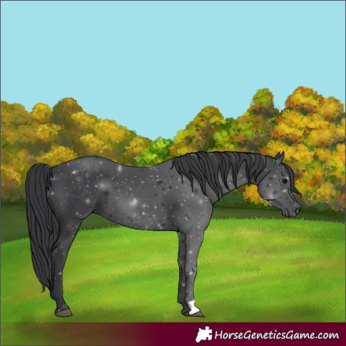 Horse Color:Black 