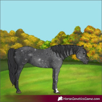 Horse Color:Black 