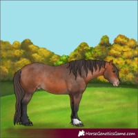 Horse Color:Bay Varnish Rabicano 