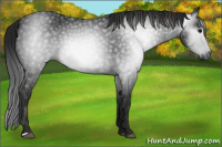 Horse Color:Gray Black 