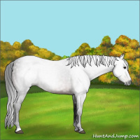 Horse Color:Gray Bay 