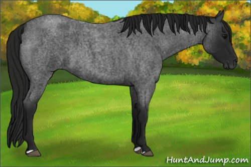 Horse Color:Gray Blue Roan 