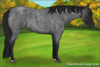 Horse Color:Gray Blue Roan 