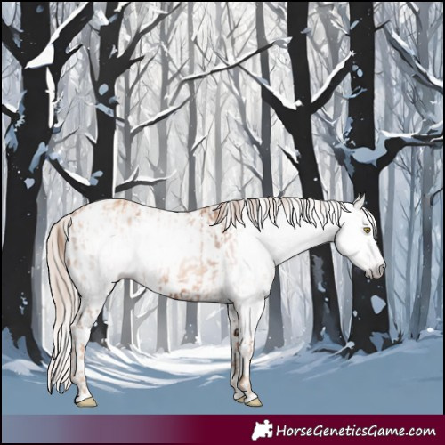 Horse Color:Gray Gold Champagne Near Leopard  and Gray White Spotted Gold Champagne Near Leopard 