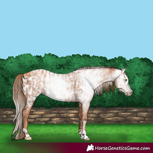 Horse Color:Gray Gold Champagne Appaloosa  and Gray Gold Champagne Appaloosa 