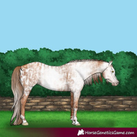 Horse Color:Gray Gold Champagne Near Leopard  and Gray Gold Champagne Near Leopard 