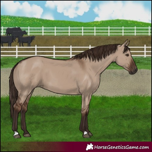 Horse Color:Liver Red Dun 