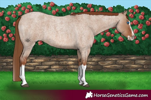 Horse Color:Red Dun Roan Splash Frame Rabicano