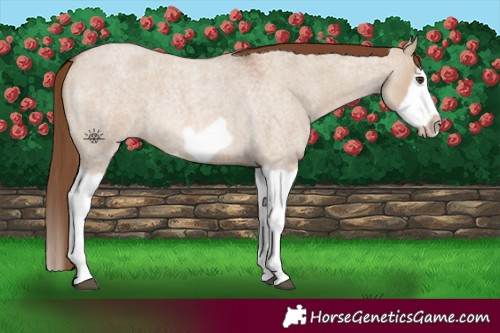 Horse Color:Red Dun Roan Splash Frame Rabicano