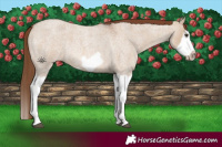 Horse Color:Red Dun Roan Splash Frame Rabicano 