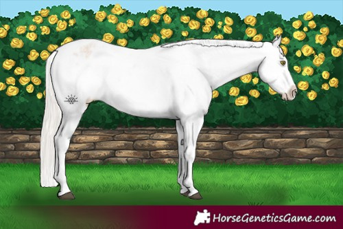 Horse Color:Silver Bay Roan Dun Snowflake Varnish Rabicano