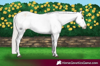 Horse Color:Silver Bay Roan Dun Snowflake Varnish Rabicano 