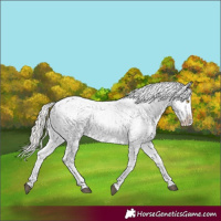 Horse Color:Silver Bay Roan Dun Appaloosa Rabicano 