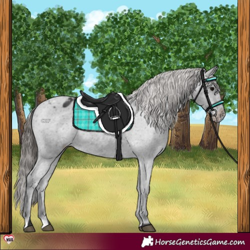 Horse Color:Black Appaloosa Rabicano 