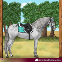 Horse Color:Black Appaloosa Rabicano 