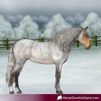 Horse Color:Silver Smoky Blue Roan Rabicano 