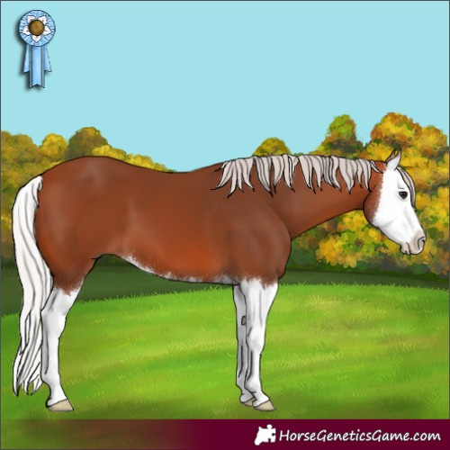 Horse Color:Silver Bay Splash 