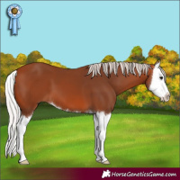 Horse Color:Silver Bay Splash 