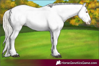 Horse Color:Silver Grullo Roan Frame Snowflake Varnish Rabicano 