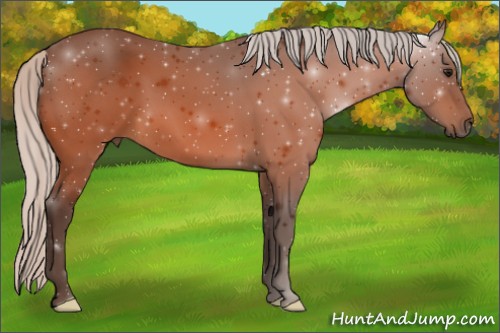 Horse Color:Silver Bay 