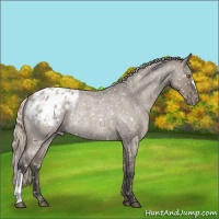 Horse Color:Silver Grullo Roan Appaloosa Rabicano 