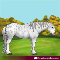 Horse Color:White Spotted Blue Roan Splash Frame Appaloosa