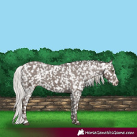 Horse Color:Silver Black Appaloosa Rabicano 