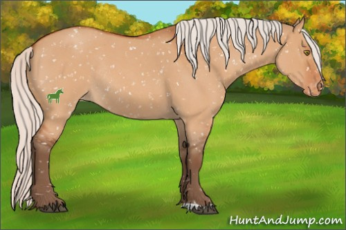 Horse Color:Silver Bay Roan Dun Appaloosa Rabicano 
