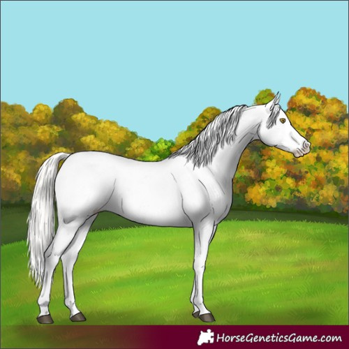 Horse Color:Silver Bay Roan Dun Snowflake Varnish Rabicano