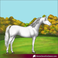 Horse Color:Silver Bay Roan Dun Appaloosa Rabicano 