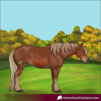 Horse Color:Chestnut 