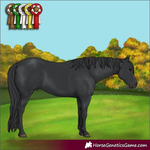 Horse Color:Black 