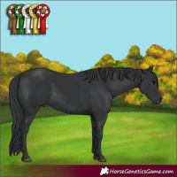 Horse Color:Black 