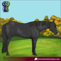 Horse Color:Black 