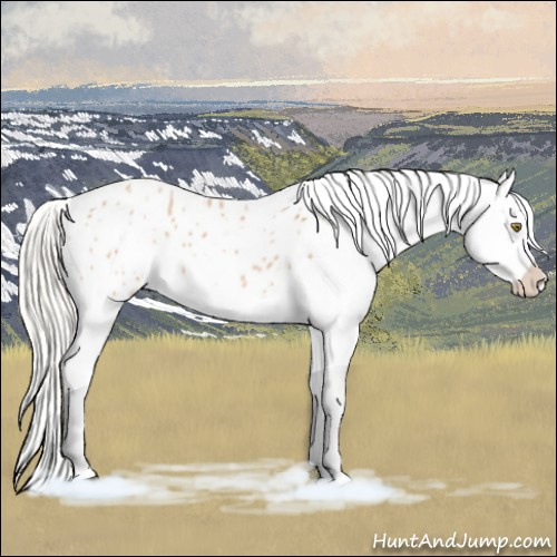 Horse Color:Silver Bay Roan Dun Appaloosa Rabicano 