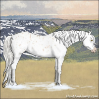 Horse Color:Silver Bay Roan Dun Appaloosa Rabicano 