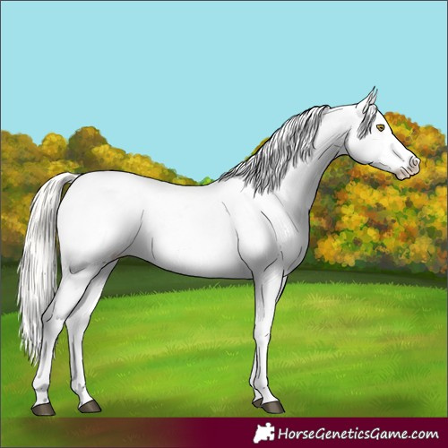 Horse Color:Silver Bay Roan Dun Snowflake Varnish Rabicano 